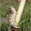papilio alexanor larva5 arai-ler